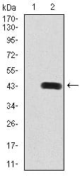 Figure 3:Western blot analysis using PDGFRB mAb against HEK293 (1) and PDGFRB (AA: 33-133)-hIgGFc transfected HEK293 (2) cell lysate.