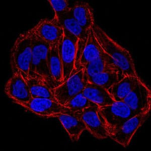 Figure 4:Immunofluorescence analysis of HeLa cells using DNMT3B mouse mAb. Blue: DRAQ5 fluorescent DNA dye. Red: Actin filaments have been labeled with Alexa Fluor- 555 phalloidin.