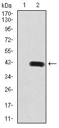 Figure 3:Western blot analysis using SIRT6 mAb against HEK293 (1) and SIRT6 (AA: 141-250)-hIgGFc transfected HEK293 (2) cell lysate.