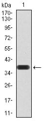 Figure 2:Western blot analysis using PPARA mAb against human PPARA (AA: 1-120) recombinant protein. (Expected MW is 38.4 kDa)