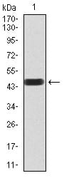 Figure 2:Western blot analysis using SALL4 mAb against human SALL4 (AA: 954-1053) recombinant protein. (Expected MW is 46.3 kDa)