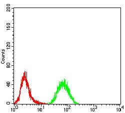 Figure 4:Flow cytometric analysis of K562 cells using RAD18 mouse mAb (green) and negative control (red).