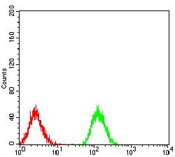 Figure 6:Flow cytometric analysis of Jurkat cells using PLCG1 mouse mAb (green) and negative control (red).