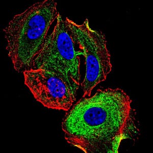 Figure 5:Immunofluorescence analysis of MCF-7 cells using ATF3 mouse mAb (green). Blue: DRAQ5 fluorescent DNA dye. Red: Actin filaments have been labeled with Alexa Fluor- 555 phalloidin. Secondary antibody from Fisher (Cat#: 35503)