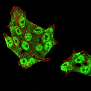 Figure 6:Immunofluorescence analysis of HeLa cells using DDX39B mouse mAb (green). Blue: DRAQ5 fluorescent DNA dye. Red: Actin filaments have been labeled with Alexa Fluor- 555 phalloidin. Secondary antibody from Fisher (Cat#: 35503)