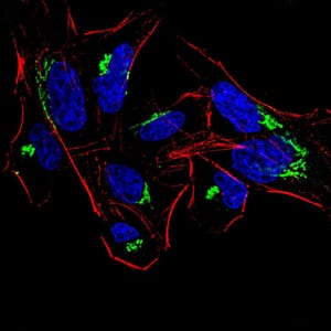 Figure 4:Immunofluorescence analysis of HeLa cells using HDAC4 mouse mAb (green). Blue: DRAQ5 fluorescent DNA dye. Red: Actin filaments have been labeled with Alexa Fluor- 555 phalloidin. Secondary antibody from Fisher (Cat#: 35503)