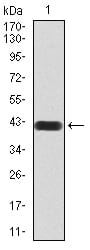 Figure 2:Western blot analysis using HDAC4 mAb against human HDAC4 (AA: 456-592) recombinant protein. (Expected MW is 42 kDa)