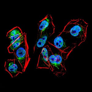 Figure 4:Immunofluorescence analysis of HeLa cells using PRDM1 mouse mAb (green). Blue: DRAQ5 fluorescent DNA dye. Red: Actin filaments have been labeled with Alexa Fluor- 555 phalloidin. Secondary antibody from Fisher (Cat#: 35503)