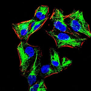 Figure 4:Immunofluorescence analysis of HeLa cells using PRDM1 mouse mAb (green). Blue: DRAQ5 fluorescent DNA dye. Red: Actin filaments have been labeled with Alexa Fluor- 555 phalloidin. Secondary antibody from Fisher (Cat#: 35503)