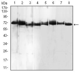 Figure 4:Western blot analysis using BMP7 mouse mAb against Raw264.7 (1), A549 (2), Jurkat (3), PC-3 (4), HEK293 (5), Jurkat (6), NIH/3T3 (7), and Hela (8) cell lysate.