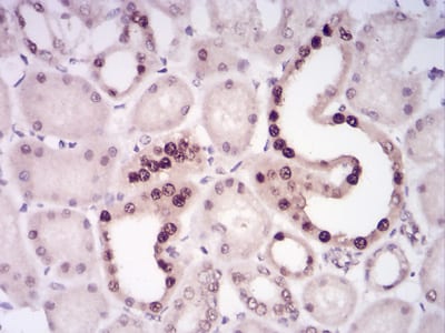 Figure 5:Immunohistochemical analysis of paraffin-embedded kidney tissues using LRP1 mouse mAb with DAB staining.