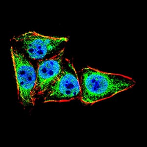 Figure 4:Immunofluorescence analysis of HeLa cells using LRP1 mouse mAb (green). Blue: DRAQ5 fluorescent DNA dye. Red: Actin filaments have been labeled with Alexa Fluor- 555 phalloidin. Secondary antibody from Fisher (Cat#: 35503)