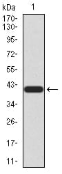 Figure 2:Western blot analysis using NTRK2 mAb against human NTRK2 (AA: 207-339) recombinant protein. (Expected MW is 40.6 kDa)