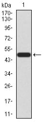 Figure 2:Western blot analysis using KLF6 mAb against human KLF6 (AA: 71-283) recombinant protein. (Expected MW is 49.6 kDa)