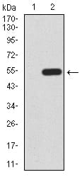 Figure 3:Western blot analysis using KLF6 mAb against HEK293 (1) and KLF6 (AA: 71-283)-hIgGFc transfected HEK293 (2) cell lysate.