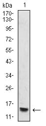 Figure 7:Western blot analysis using HIST2H4A(20Me) mouse mAb against THP-1 (1) cell lysate.