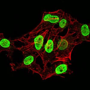 Figure 3:Immunofluorescence analysis of HeLa cells using HIST2H4A(20Me) mouse mAb (green). Blue: DRAQ5 fluorescent DNA dye. Red: Actin filaments have been labeled with Alexa Fluor- 555 phalloidin. Secondary antibody from Fisher (Cat#: 35503)