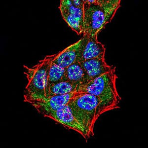 Figure 2:Immunofluorescence analysis of HeLa cells using SK2 mouse mAb (green). Blue: DRAQ5 fluorescent DNA dye. Red: Actin filaments have been labeled with Alexa Fluor- 555 phalloidin. Secondary antibody from Fisher (Cat#: 35503)