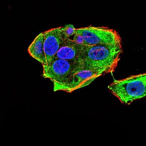 Figure 5:Immunofluorescence analysis of HeLa cells using DDX20 mouse mAb (green). Blue: DRAQ5 fluorescent DNA dye. Red: Actin filaments have been labeled with Alexa Fluor- 555 phalloidin. Secondary antibody from Fisher (Cat#: 35503)