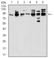 Figure 4:Western blot analysis using DDX20 mouse mAb against Jurkat (1), Hela (2), NTERA-2 (3), HL7702 (4), K562 (5), and C6 (6) cell lysate.