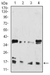 Figure 2:Western blot analysis using HIST2H3C(27Ac) mouse mAb against Hela (1), Lncap (2), Jurkat (3), and Jurkat (4) cell lysate.