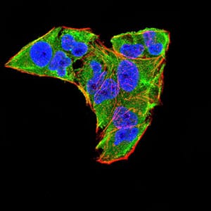 Figure 5:Immunofluorescence analysis of HeLa cells using WNT3A mouse mAb (green). Blue: DRAQ5 fluorescent DNA dye. Red: Actin filaments have been labeled with Alexa Fluor- 555 phalloidin. Secondary antibody from Fisher (Cat#: 35503)