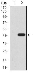 Figure 3:Western blot analysis using KDM4A mAb against HEK293 (1) and KDM4A (AA: 932-1057)-hIgGFc transfected HEK293 (2) cell lysate.