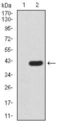 Figure 3:Western blot analysis using Notch3 mAb against HEK293 (1) and Notch3 (AA: 47-156)-hIgGFc transfected HEK293 (2) cell lysate.