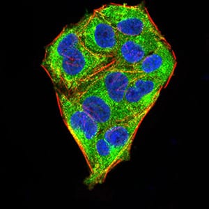 Figure 5:Immunofluorescence analysis of Hela cells using MECP2 mouse mAb (green). Blue: DRAQ5 fluorescent DNA dye. Red: Actin filaments have been labeled with Alexa Fluor- 555 phalloidin. Secondary antibody from Fisher (Cat#: 35503)