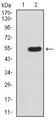 Figure 3:Western blot analysis using MECP2 mAb against HEK293 (1) and MECP2 (AA: 7-148)-hIgGFc transfected HEK293 (2) cell lysate.