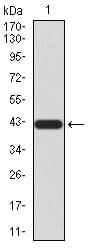 Figure 2:Western blot analysis using RAD23A mAb against human RAD23A (AA: 1-363) recombinant protein. (Expected MW is 42.5 kDa)