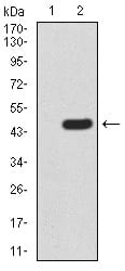 Figure 3:Western blot analysis using RAD23A mAb against HEK293 (1) and RAD23A (AA: 1-363)-hIgGFc transfected HEK293 (2) cell lysate.