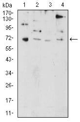 Figure 4:Western blot analysis using PRDM5 mouse mAb against HL-60 (1), NIH/3T3 (2), SW480 (3), and HEK293 (4) cell lysate.