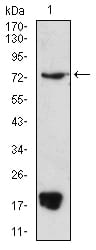 Figure 4:Western blot analysis using PRDM5 mouse mAb against HL-60 (1) cell lysate.