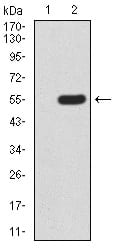 Figure 3:Western blot analysis using mTOR mAb against HEK293 (1) and mTOR (AA: 2311-2529)-hIgGFc transfected HEK293 (2) cell lysate.