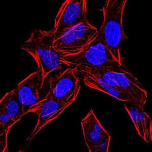 Figure 5:Immunofluorescence analysis of Hela cells using BMP4 mouse mAb. Blue: DRAQ5 fluorescent DNA dye. Red: Actin filaments have been labeled with Alexa Fluor- 555 phalloidin.