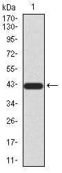 Figure 2:Western blot analysis using FOXP3 mAb against human FOXP3 (AA: 297-431) recombinant protein. (Expected MW is 42 kDa)