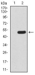 Figure 3:Western blot analysis using FOXP3 mAb against HEK293 (1) and FOXP3 (AA: 297-431)-hIgGFc transfected HEK293 (2) cell lysate.