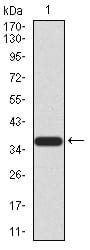 Figure 2:Western blot analysis using FBXL10 mAb against human FBXL10 (AA: 457-555) recombinant protein. (Expected MW is 36.8 kDa)