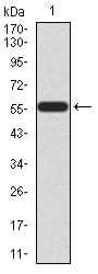 Figure 2:Western blot analysis using HOXA9 mAb against human HOXA9 (AA: 1-272) recombinant protein. (Expected MW is 56.1 kDa)