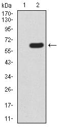 Figure 3:Western blot analysis using HOXA9 mAb against HEK293 (1) and HOXA9 (AA: 1-272)-hIgGFc transfected HEK293 (2) cell lysate.