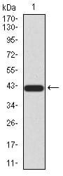 Figure 2:Western blot analysis using SIRT3 mAb against human SIRT3 (AA: 155-290) recombinant protein. (Expected MW is 41.3 kDa)