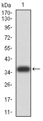 Figure 2:Western blot analysis using FOXM1 mAb against human FOXM1 (AA: 649-748) recombinant protein. (Expected MW is 36.6 kDa)