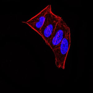 Figure 5:Immunofluorescence analysis of Hela cells using CBX5 mouse mAb. Blue: DRAQ5 fluorescent DNA dye. Red: Actin filaments have been labeled with Alexa Fluor- 555 phalloidin.