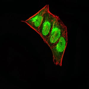 Figure 6:Immunofluorescence analysis of Hela cells using CBX5 mouse mAb (green). Blue: DRAQ5 fluorescent DNA dye. Red: Actin filaments have been labeled with Alexa Fluor- 555 phalloidin. Secondary antibody from Fisher (Cat#: 35503)