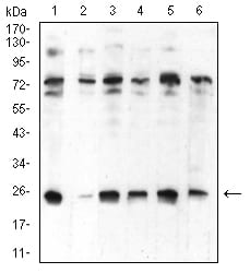 Figure 4:Western blot analysis using CBX5 mouse mAb against Hela (1), NIH/3T3 (2), K562 (3), MCF-7 (4), Jurkat (5), and A431 (6) cell lysate.