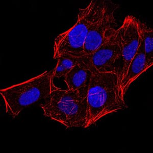 Figure 6:Immunofluorescence analysis of Hela cells using CBX5 mouse mAb. Blue: DRAQ5 fluorescent DNA dye. Red: Actin filaments have been labeled with Alexa Fluor- 555 phalloidin.