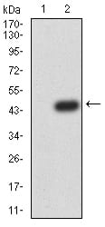 Figure 3:Western blot analysis using RAD52 mAb against HEK293 (1) and RAD52 (AA: 269-418)-hIgGFc transfected HEK293 (2) cell lysate.
