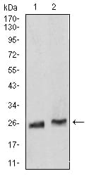 Figure 4:Western blot analysis using Rab5a mouse mAb against Hela (1) and K562 (2) cell lysate.