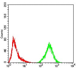 Figure 2:Flow cytometric analysis of HeLa cells using Eralpha(Tyr-537) mouse mAb (green) and negative control (red).